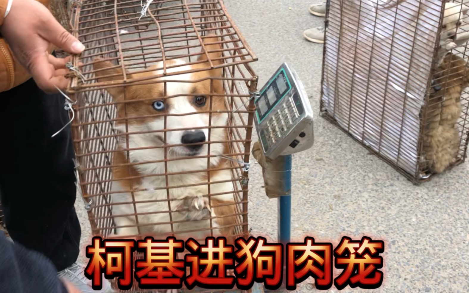 柯基进狗肉笼,主人嫌弃价钱给的太少,狗狗幸运的捡回一条命