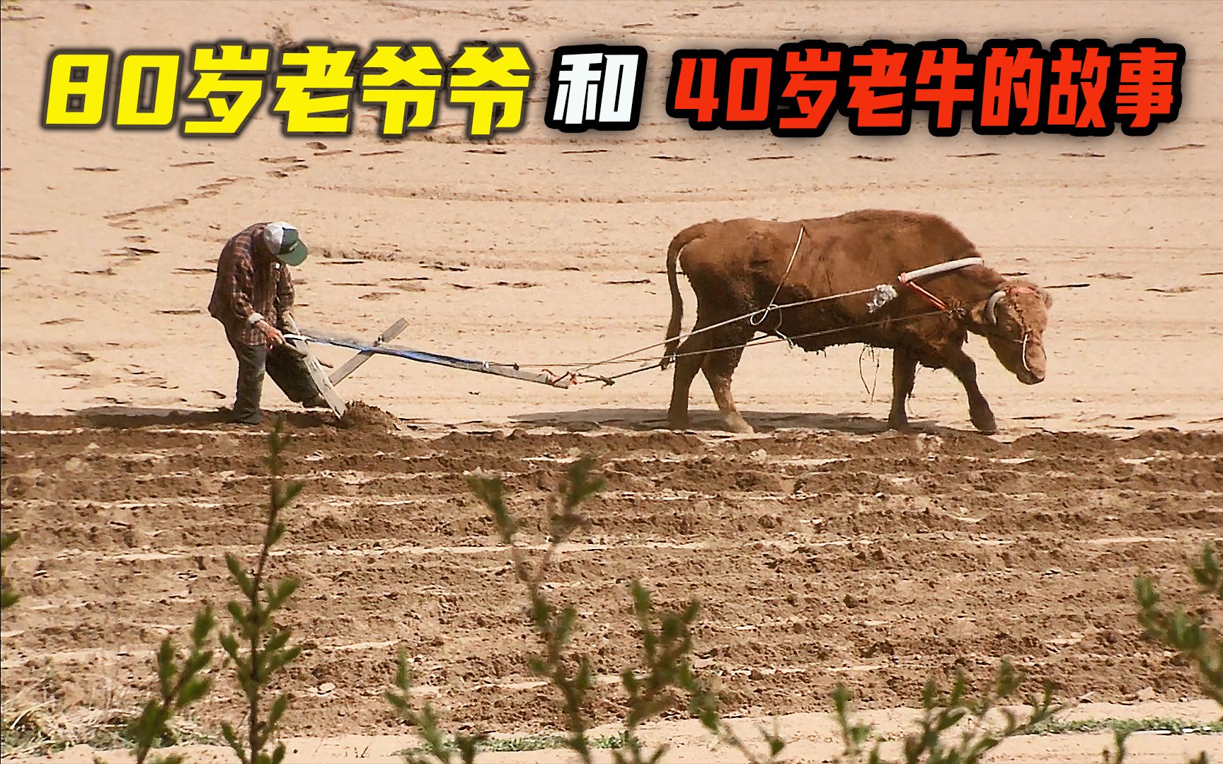 老黄牛勤恳耕田40年养育了老爷子9个子女但他们想要它死去