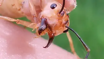 它是公主，未来的女王（黄猄蚁后）