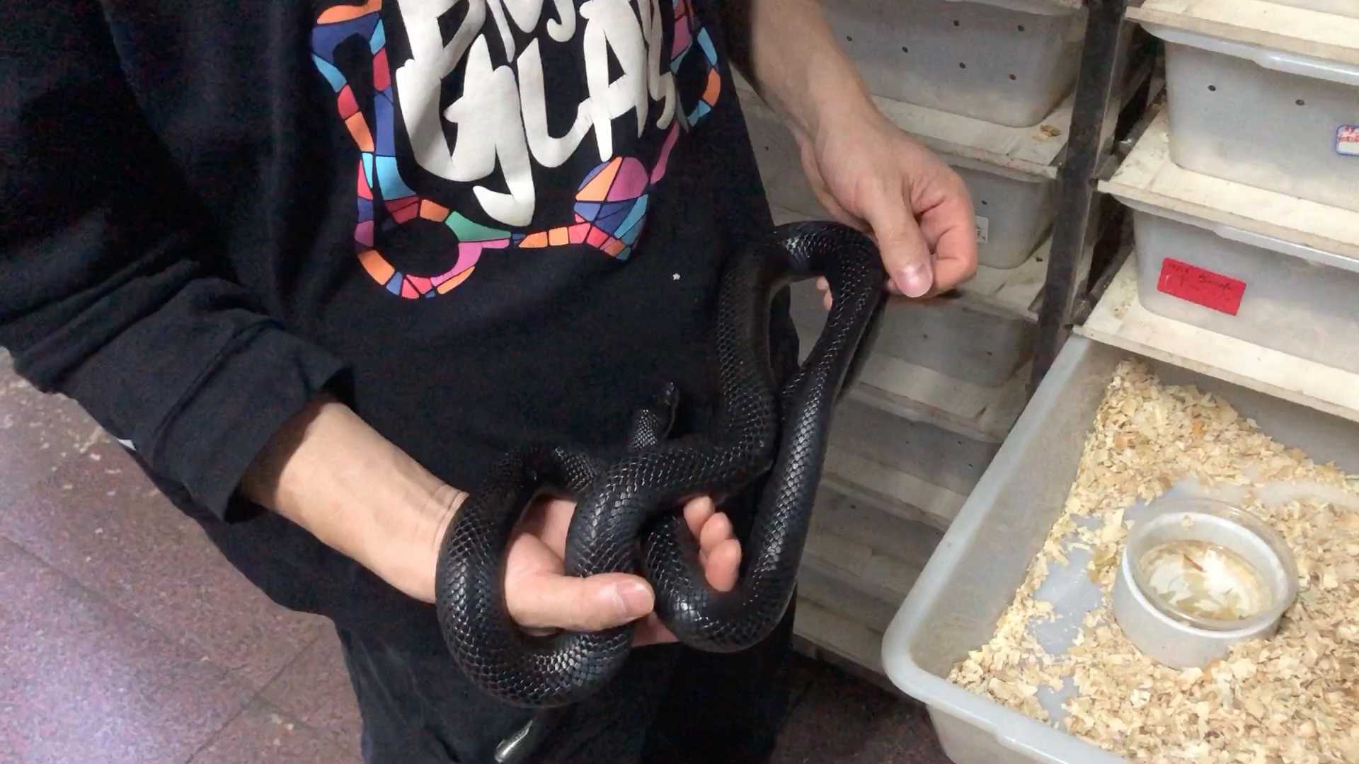 墨西哥黑王,国外的一种宠物蛇