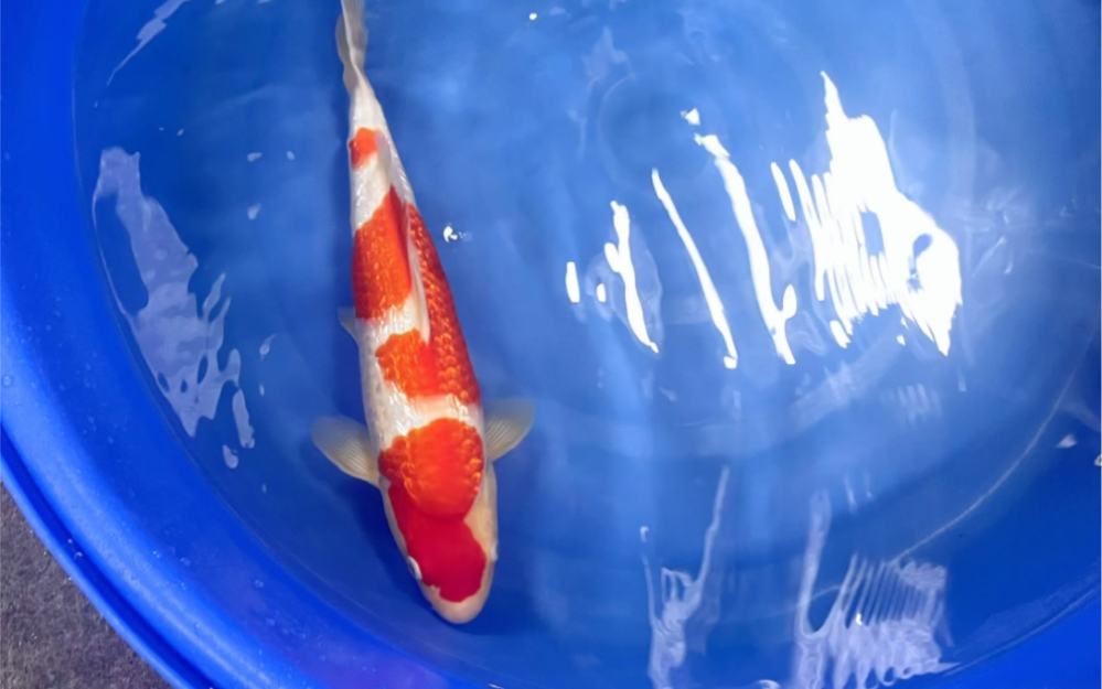 桃太郎红白银鳞锦鲤