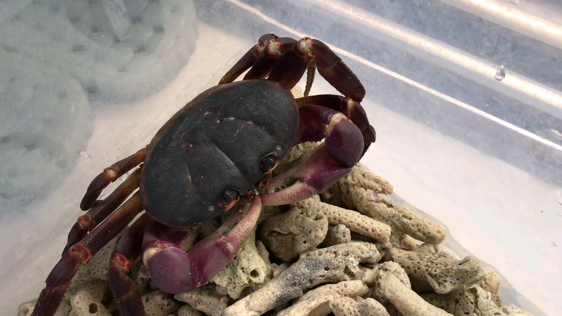 [水]拉氏仿地蟹恰鱼肉