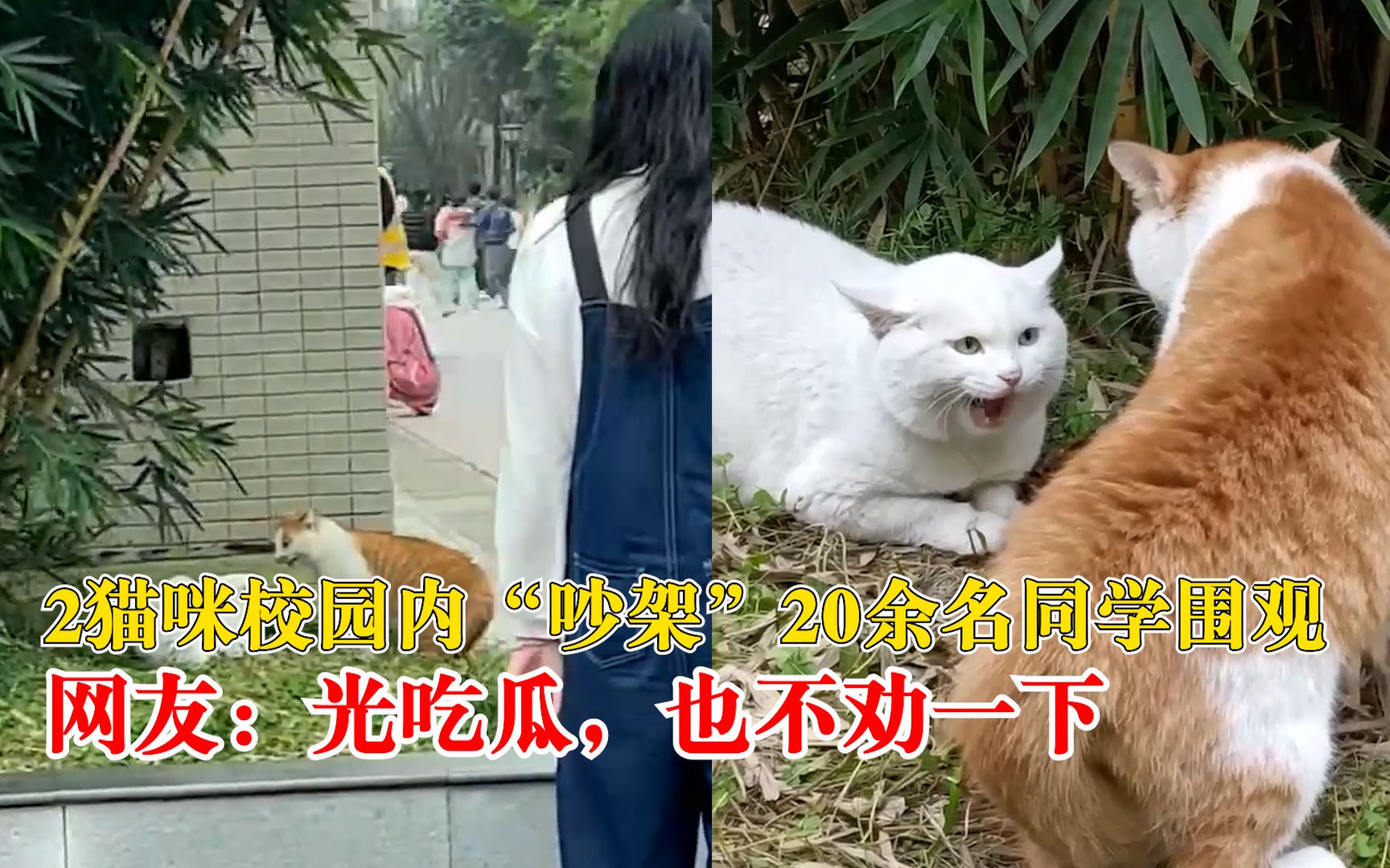 校园大赛吃瓜视频在线观看(校园大赛吃瓜视频在线观看全集)