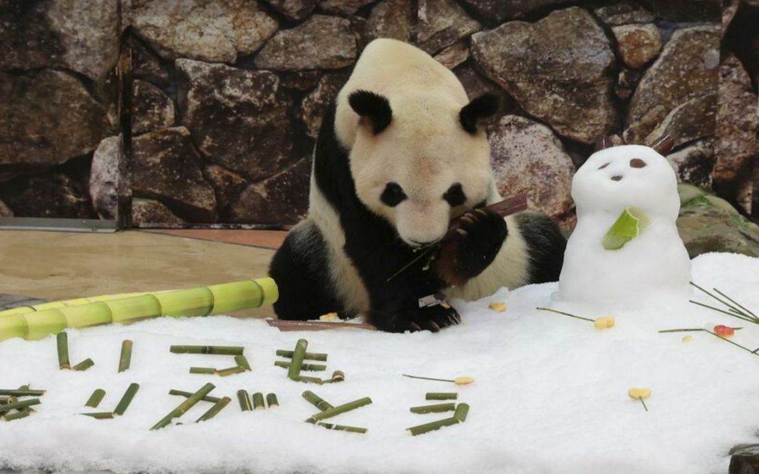 国宝也过父亲节?