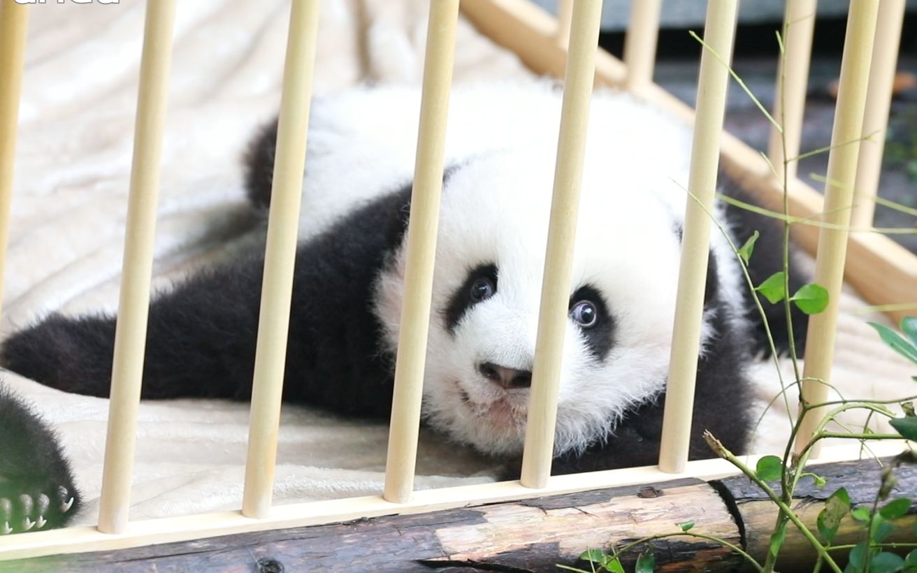 一只"戏精"小奶熊的日常