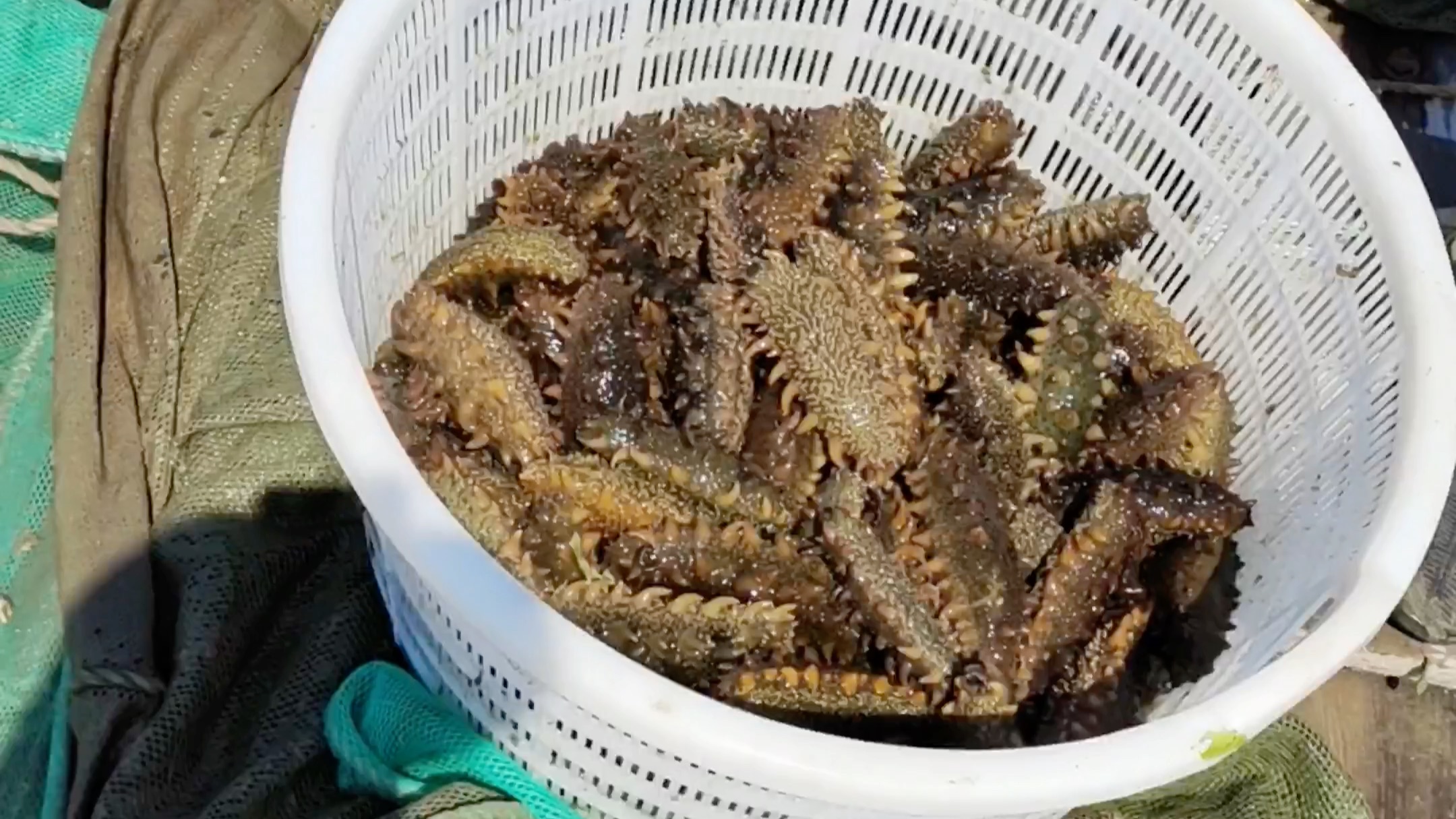 这个是海里的毛毛虫吗?