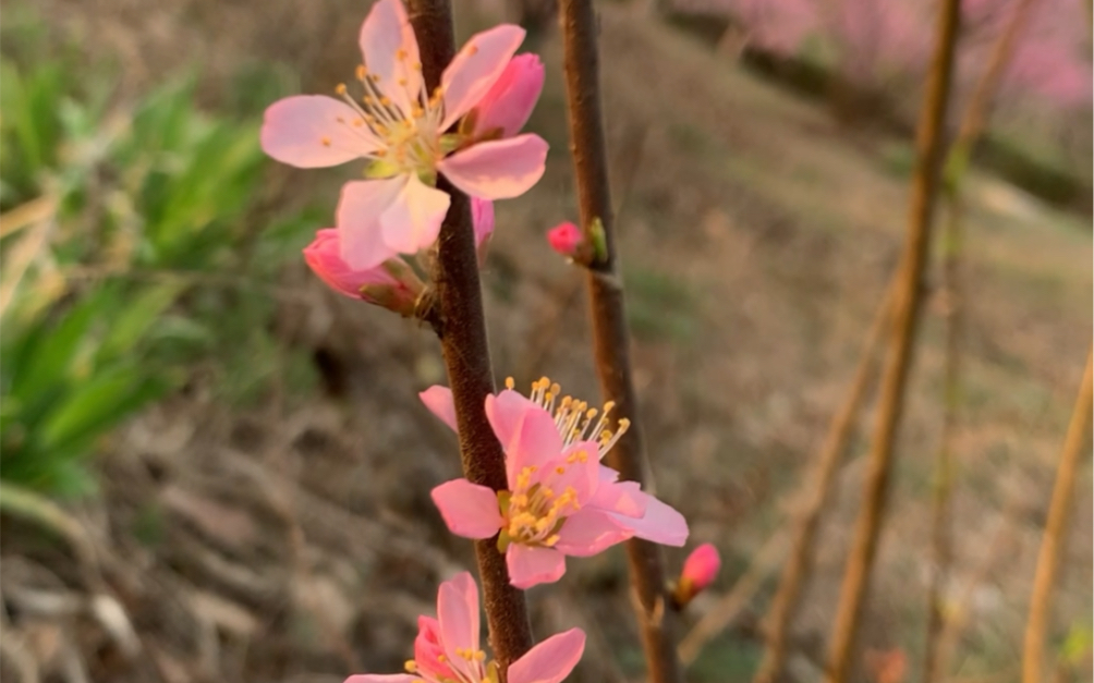 桃花?美丽不可方物.哔哩哔哩bilibili