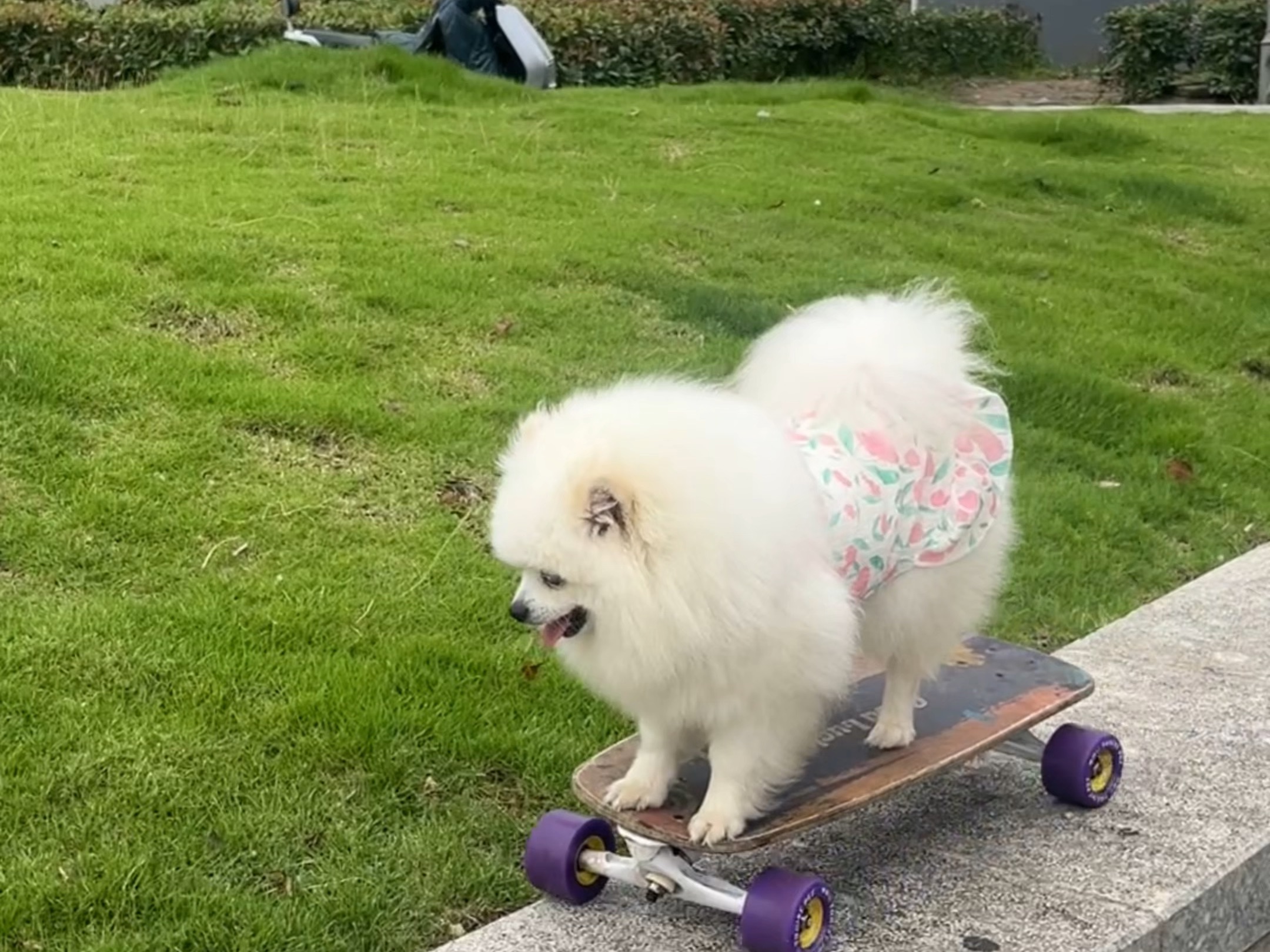 狗玩滑板一只有颜又才的小狗狗你们喜欢吗