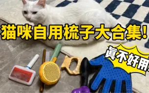 Download Video: 猫10年｜猫用梳子合集测评❗️买对不买贵❗️