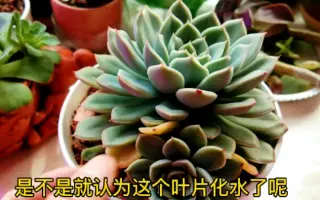 多肉叶子变黄 搜索结果 哔哩哔哩 Bilibili