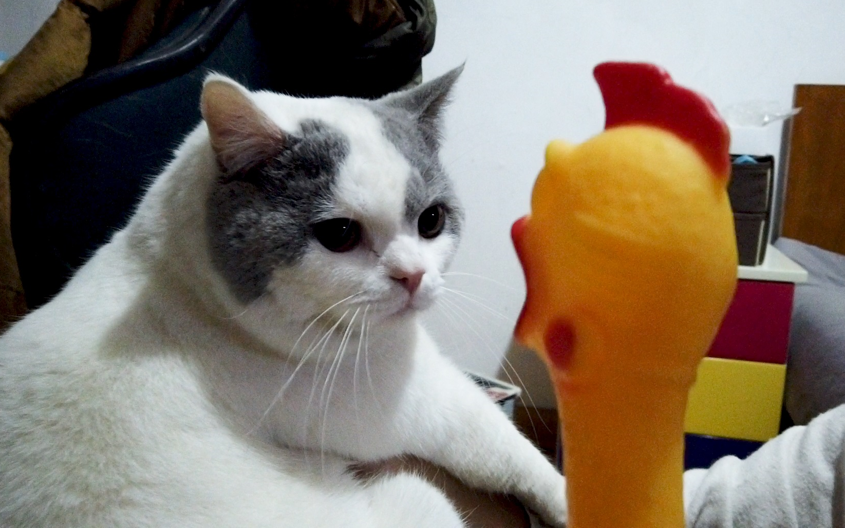 可爱胆小又肥胖