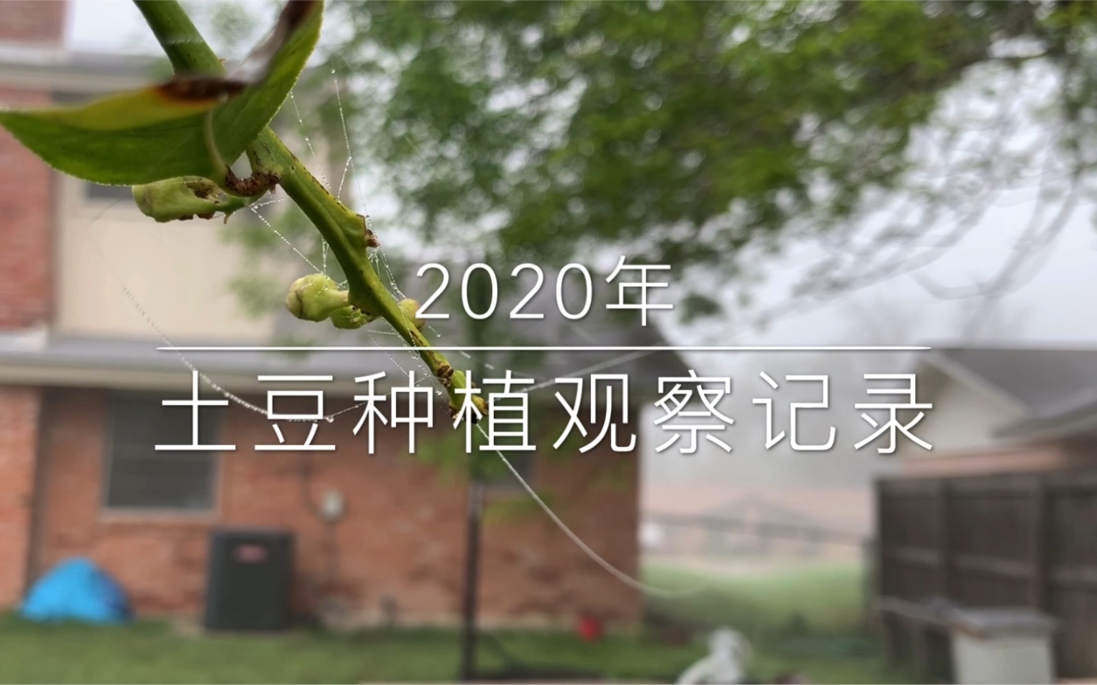 2020年土豆种植观察日记哔哩哔哩bilibili