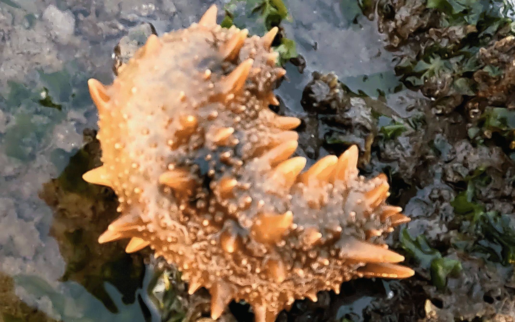 纹铭赶海:野生的海参都是这个颜色嘛?给我整的也有点不太确定了.