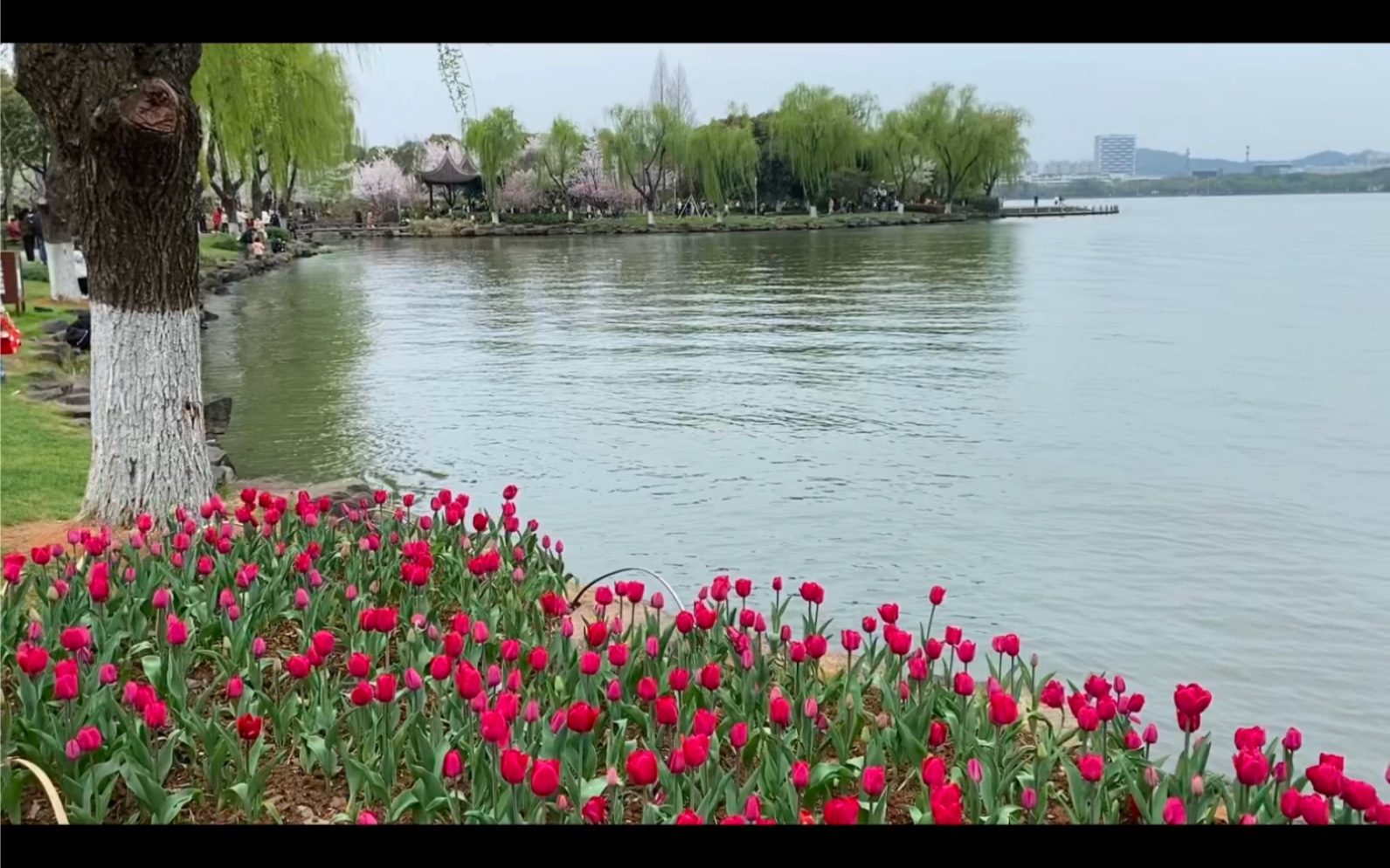 瓜渚湖的郁金香开了 温暖又浪漫的春天