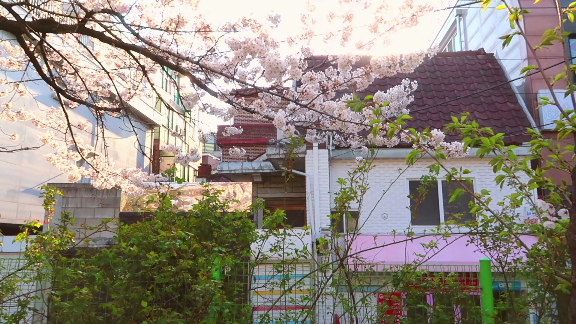 [图]Emily's life in Korea / Spring Cherry Blossom/ 韩国樱花季/病毒防疫期间赏樱花/