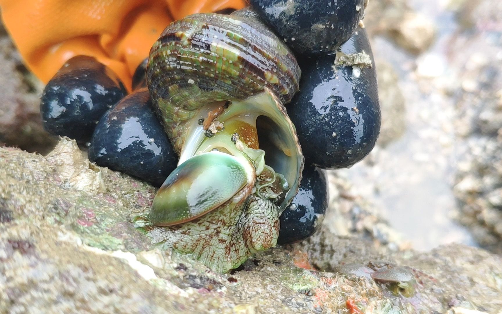 小利赶海捡蛤蜊,这只牛眼螺肉吸力真棒!海螺妈妈会为它骄傲的