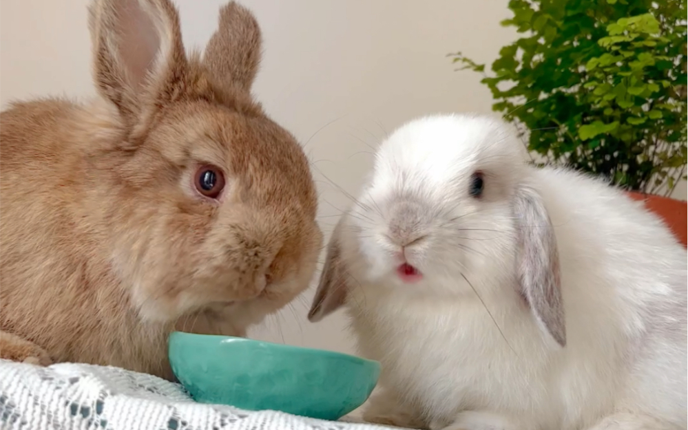 兔姐两和谐滴吃兔粮