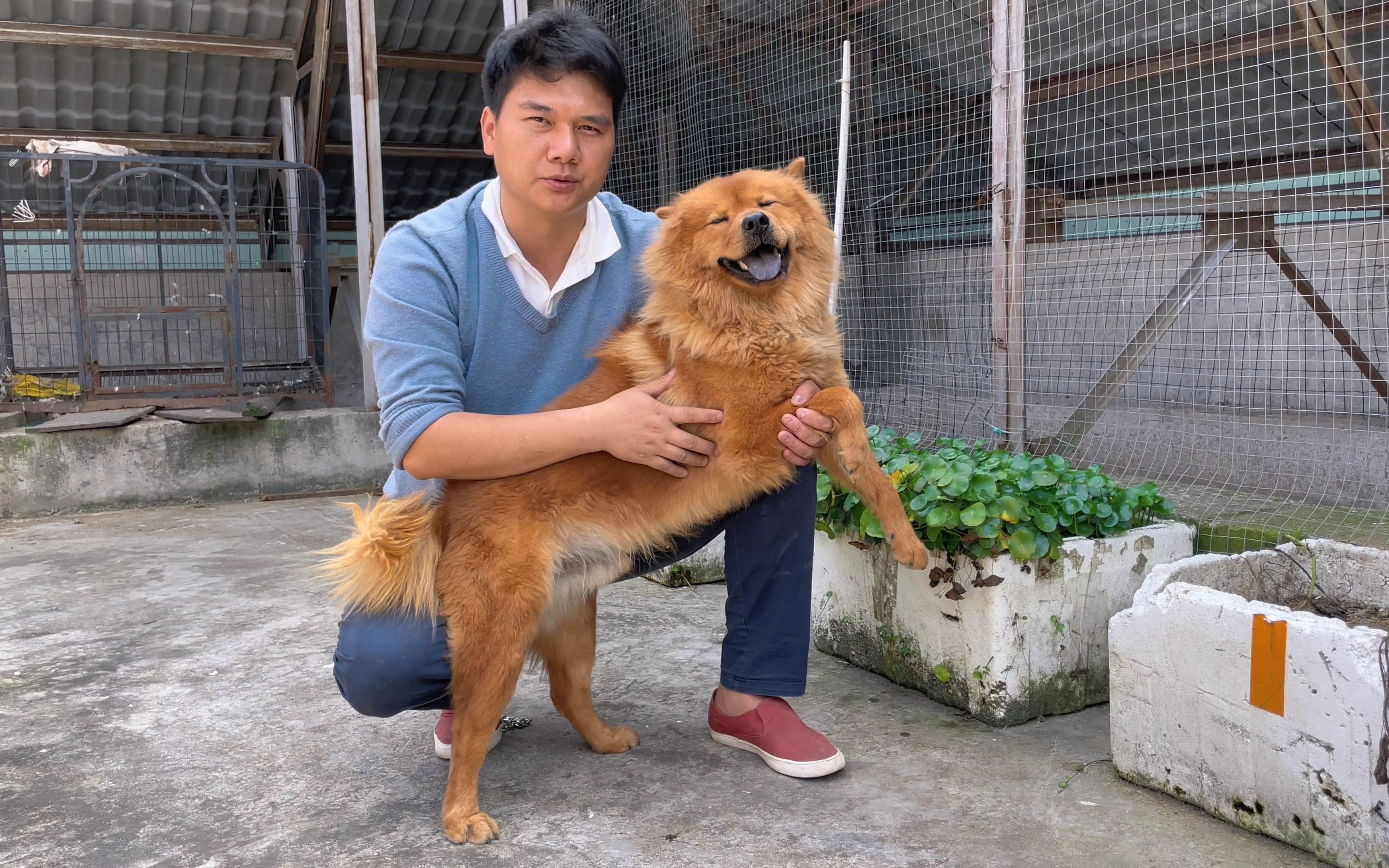 [图]备受关注的土松，这种狗一直都有，早在几十年前就深受人们的喜爱