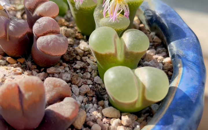 冬日暖阳,谁不想要个矮矮胖胖的大风铃呢#多肉一物一拍 #晶莹剔透