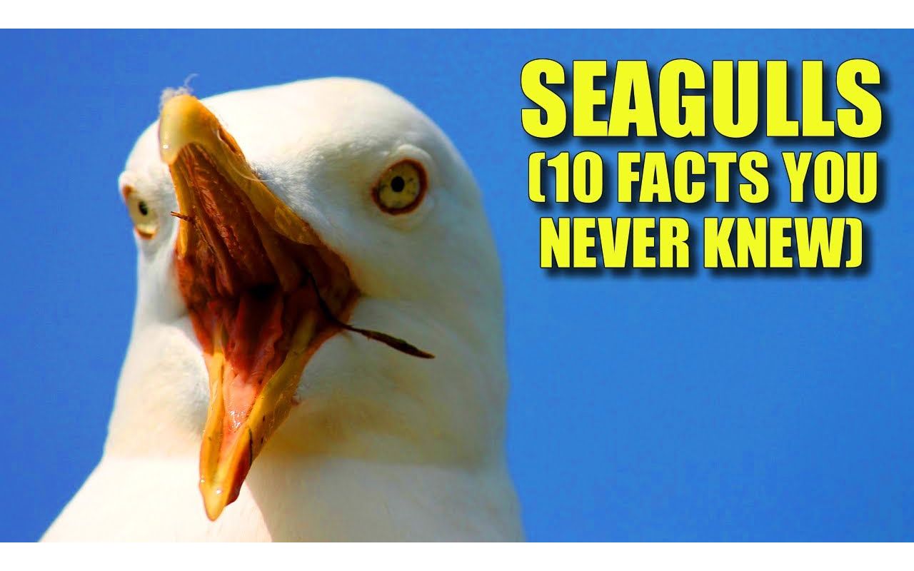 [图]Seagulls 🐚 (10 FACTS You NEVER KNEW)