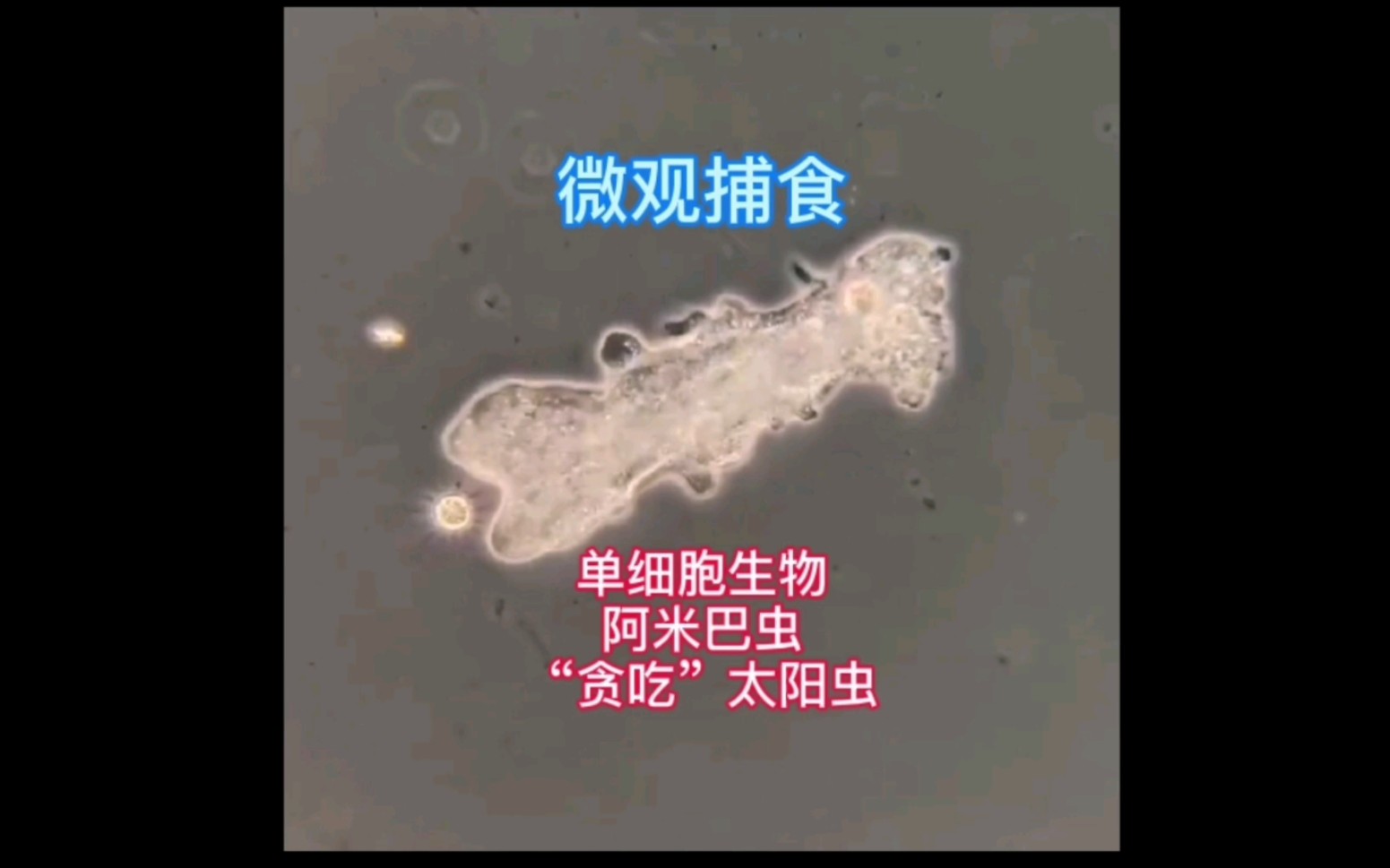 微观捕食:单细胞生物阿米巴虫“贪吃”太阳虫!哔哩哔哩bilibili