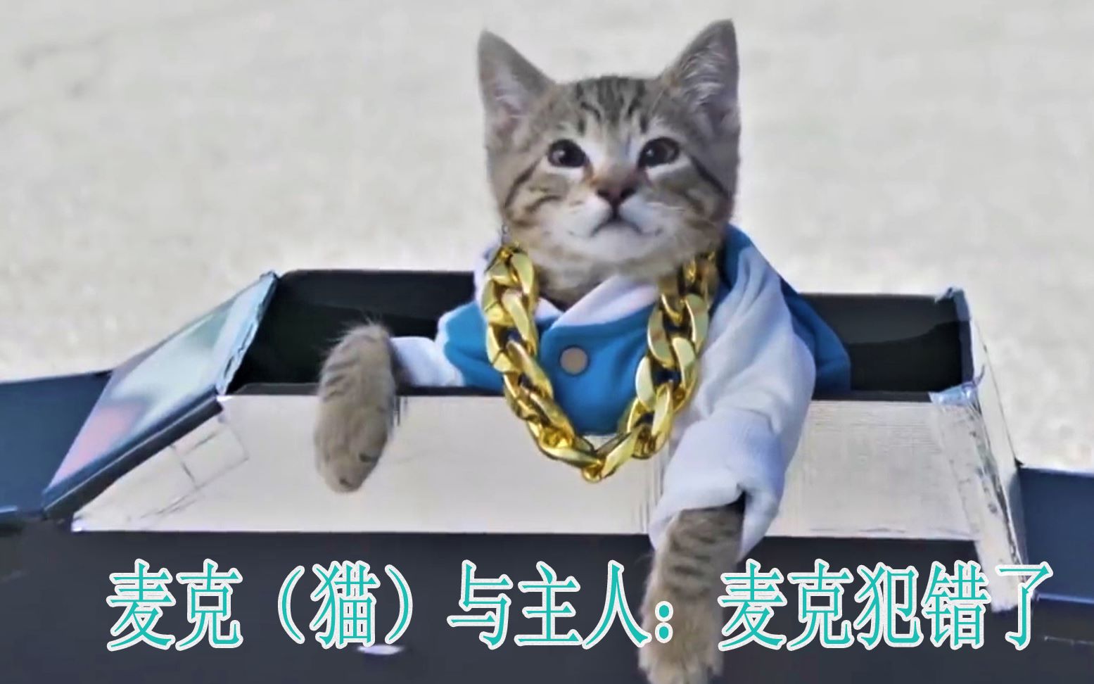 麦克猫与主人麦克犯错了