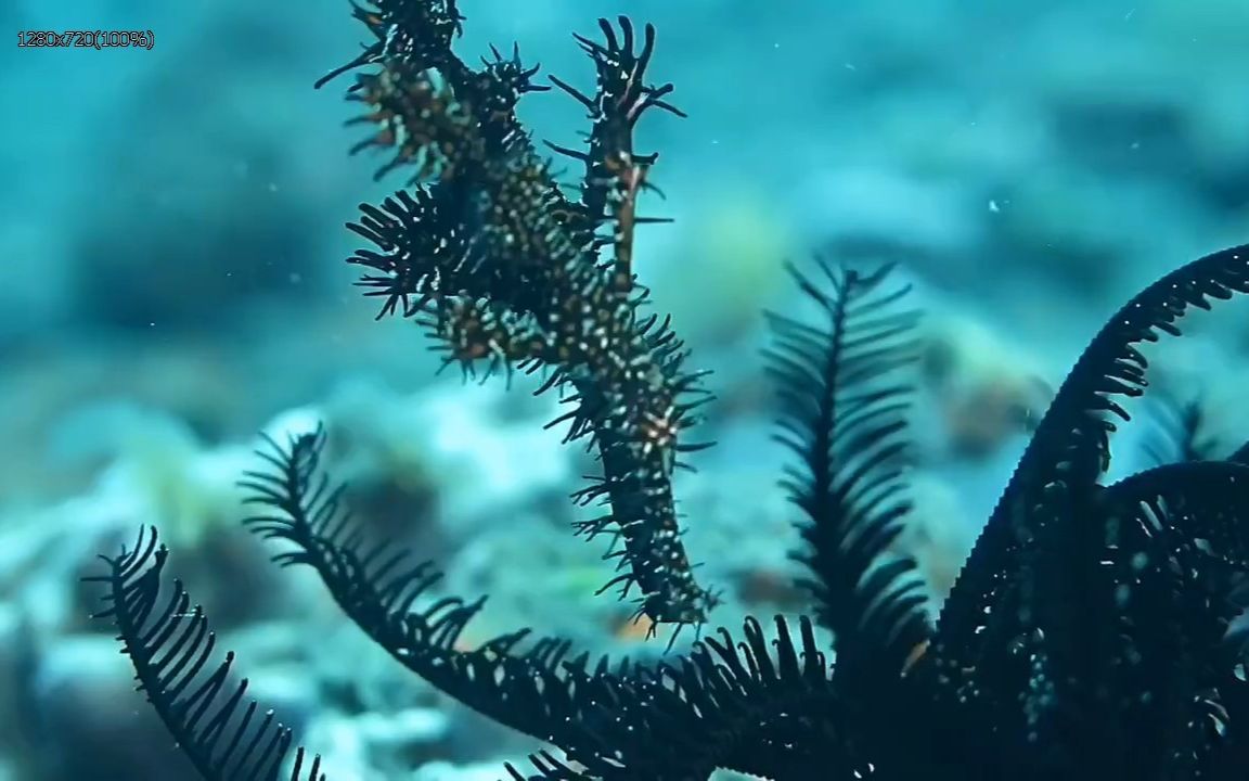 剃刀鱼,Ornate ghost pipefish,学名Solenostomus paradoxus哔哩哔哩bilibili