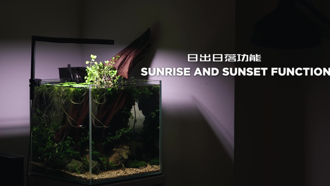 极易维护的27l斗鱼缸水草缸 哔哩哔哩