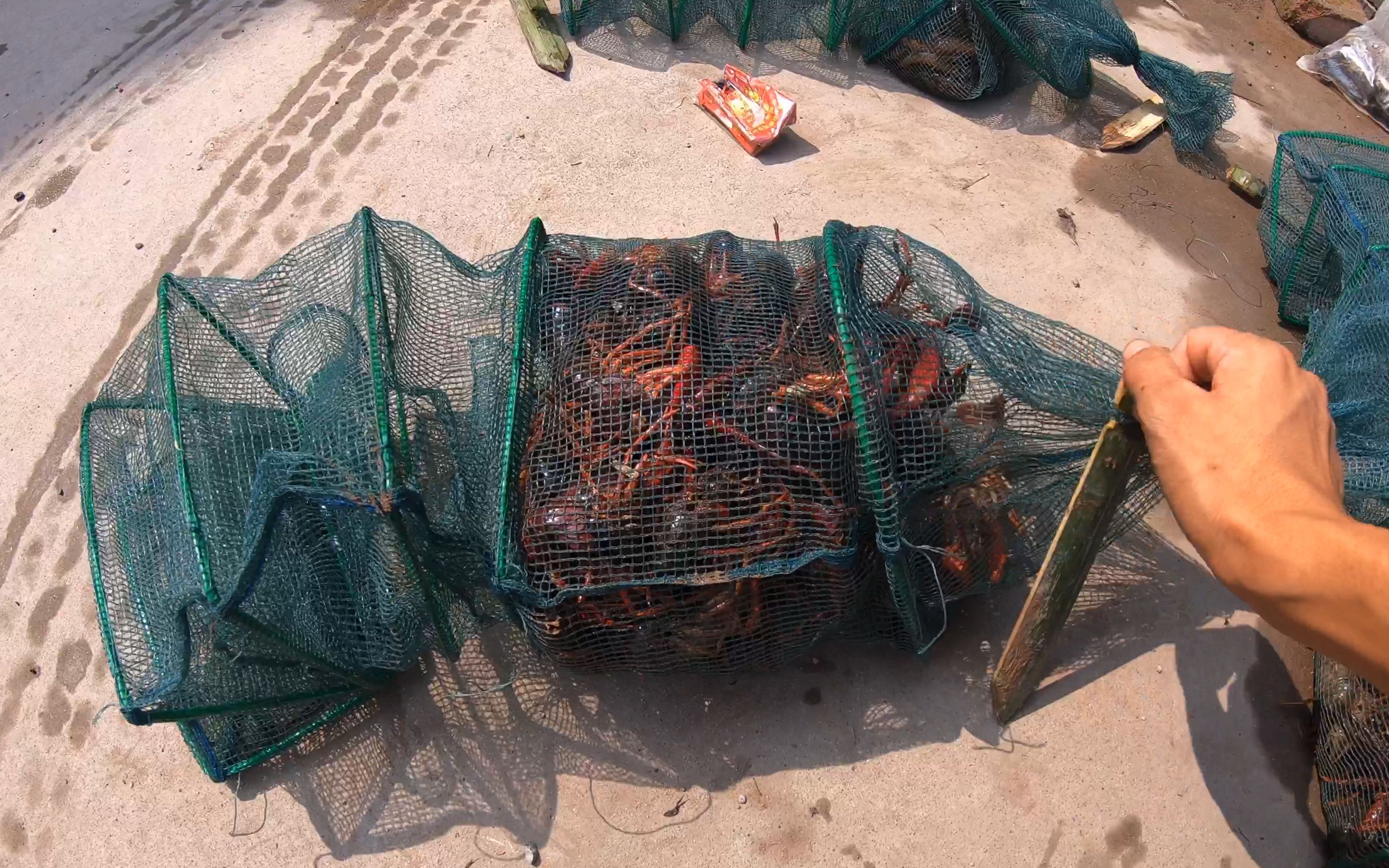 收地笼鳝鱼没抓到,意外收获龙虾爆网,猜猜有多重