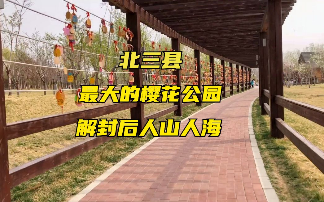 樱花公园大厂图片