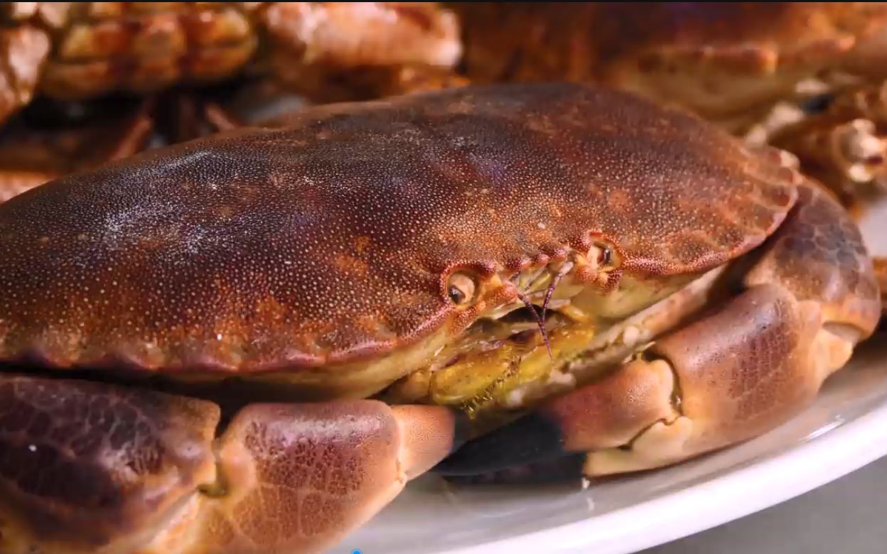 【 best ever food review show 】最奇怪的物种之罕见的越南螃蟹