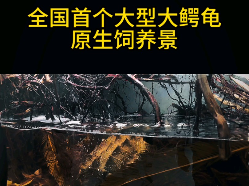 大鳄龟是可以造景的!