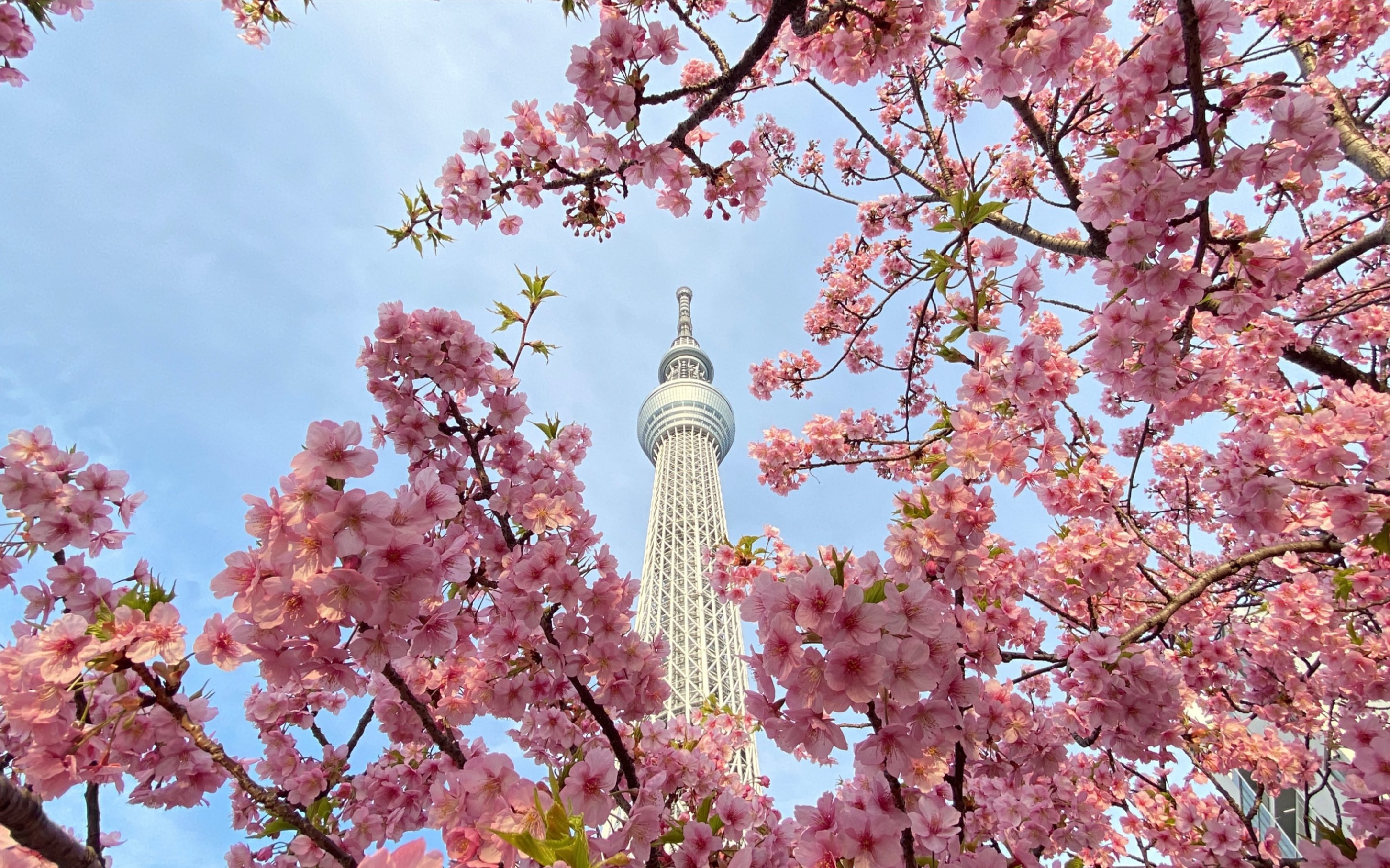 花开有晴天(花开有晴天演员表介绍)