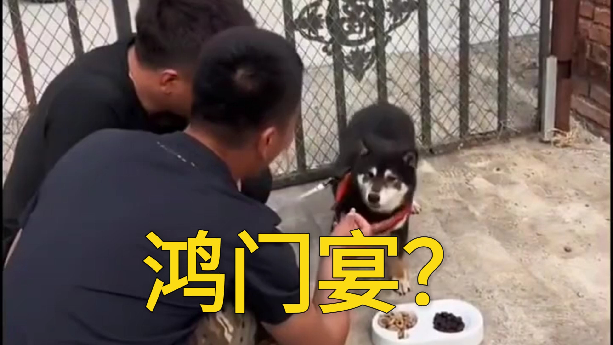 能不能来个猛犬 我要猛犬！