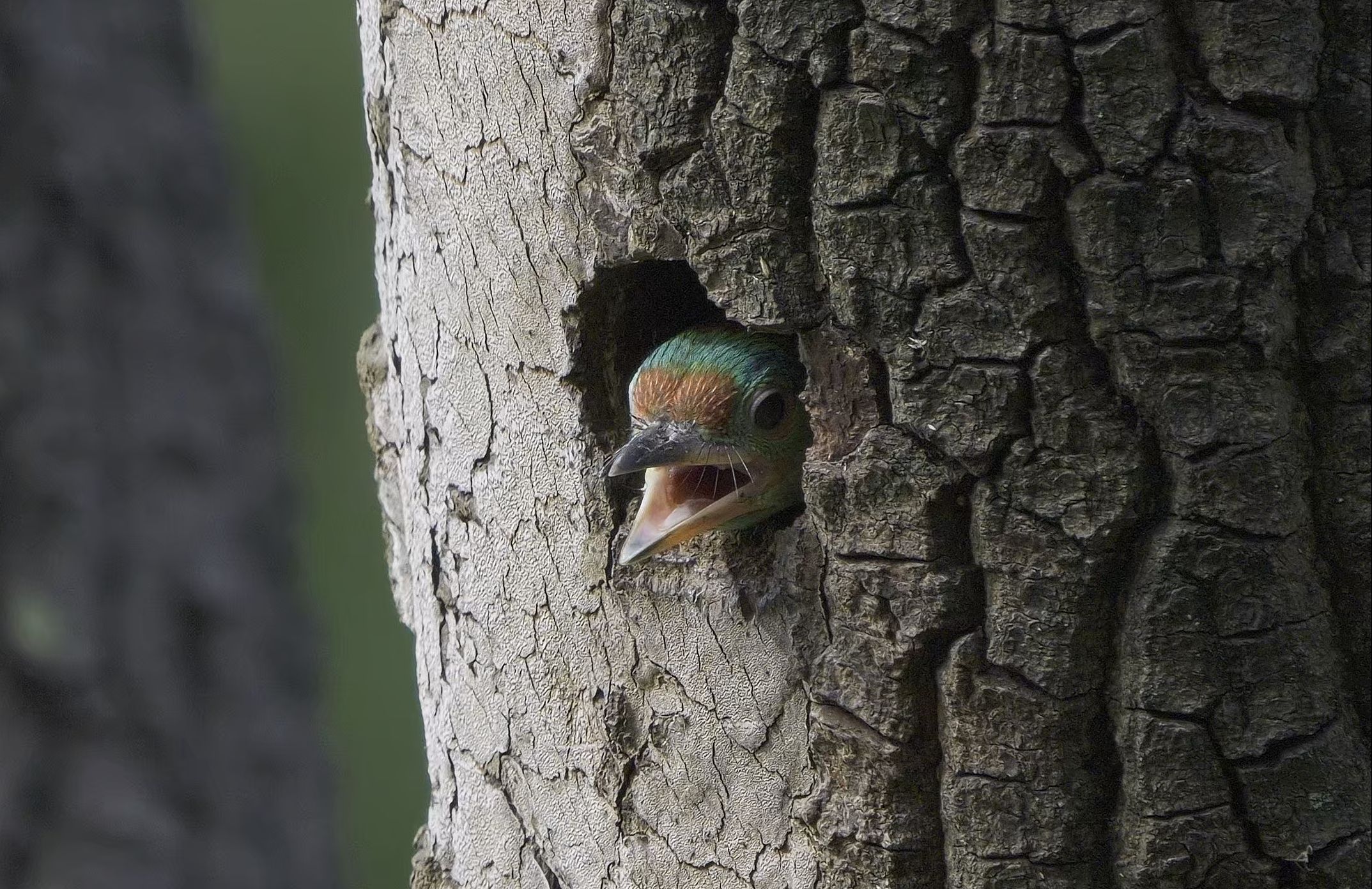 蓝喉拟啄木鸟 从树洞里探头的小可爱 hdr