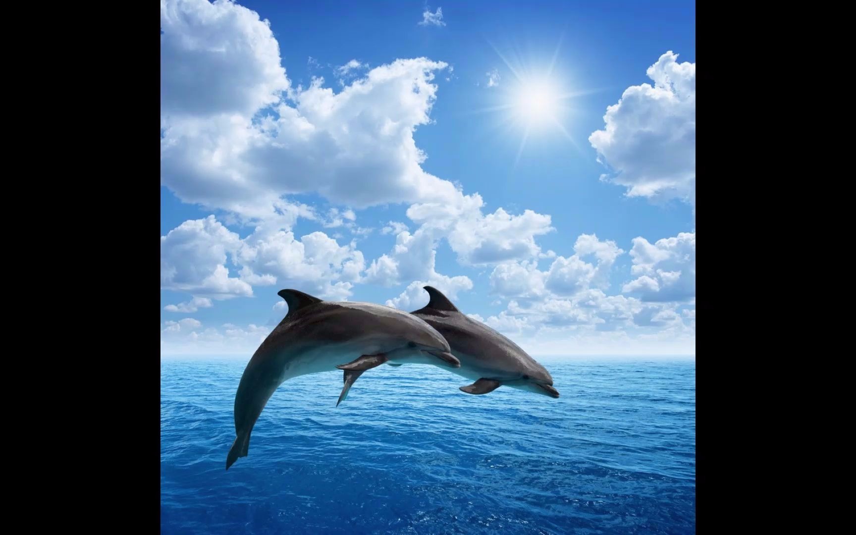 Discover Dolphins(发现海豚)哔哩哔哩bilibili