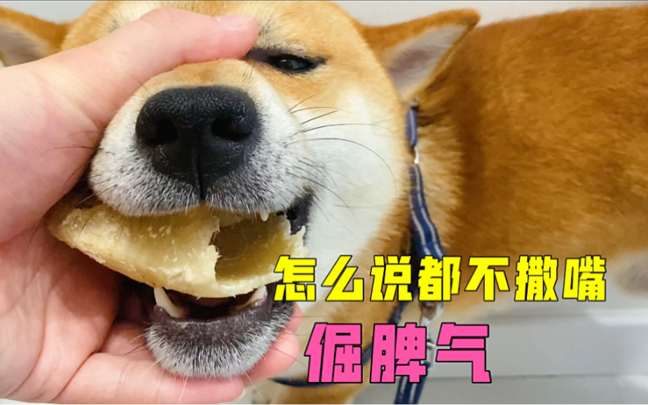 柴犬的这个倔脾气真的是颠覆了我的认知_哔哩哔哩_bilibili