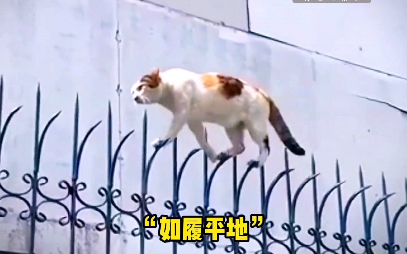 [图]“满级猫咪的高能瞬间，都说猫是老虎的师傅，果然不假！”