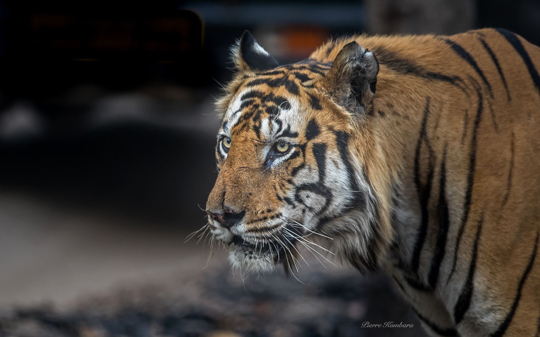 班达伽最大的虎王:塔伦十三岁高龄了,竟然还忙着和