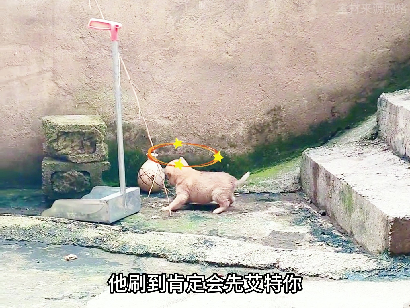 中华田园犬之土松犬,我们自己的萨摩耶哔哩哔哩bilibili