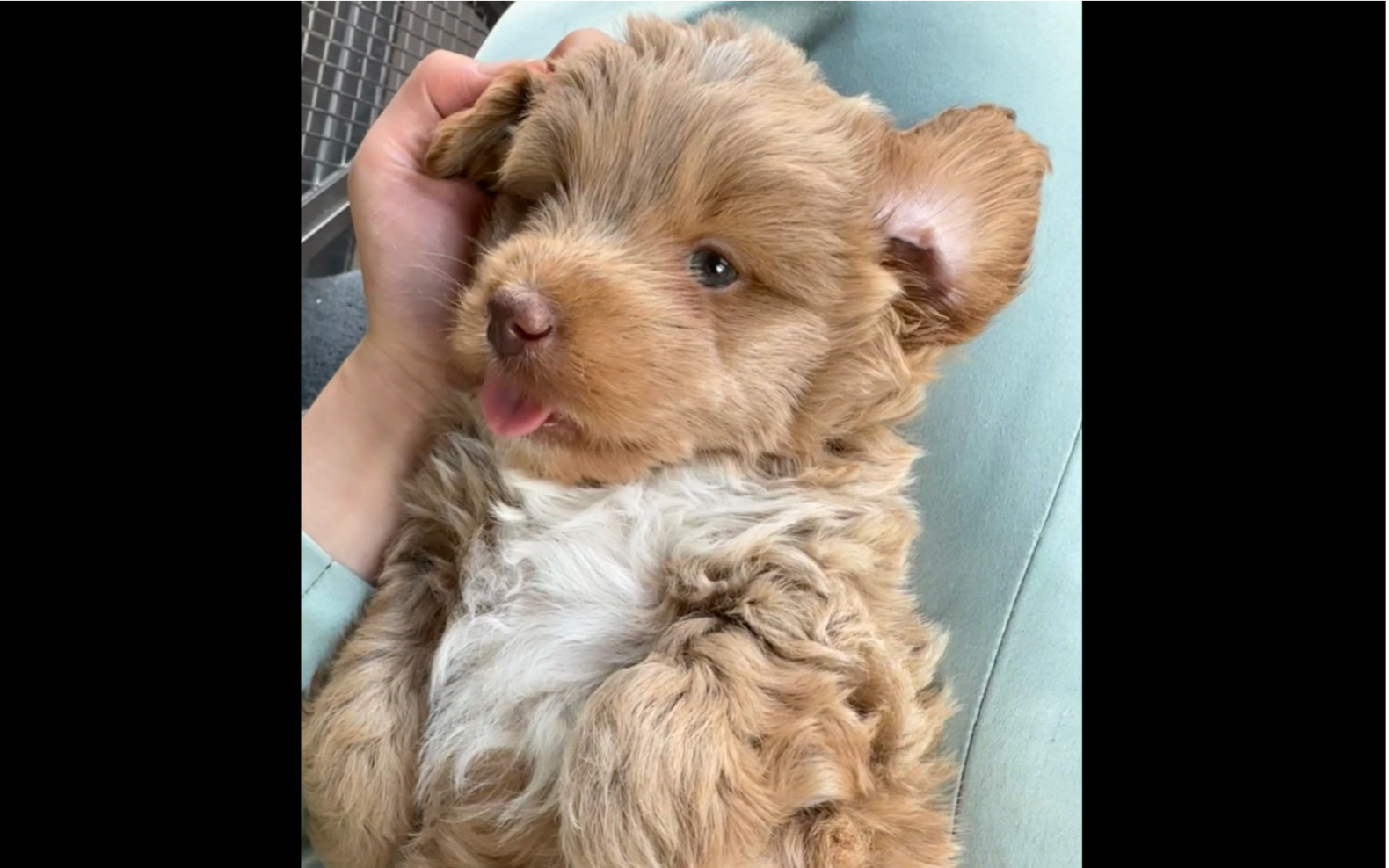 可以永远被小喵小汪治愈 02 0224236108516108&