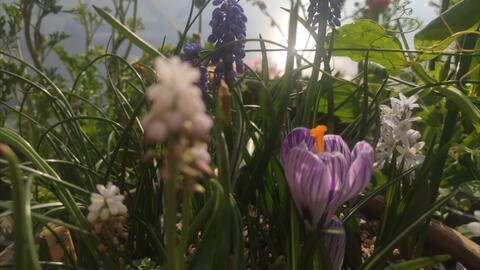 看花花 小球根组盆和酢浆草延时摄影 春日随拍片段 番红花 条纹海葱 绵枣 葡萄风信子 花毛茛 高山虎耳草 安徽羽叶报春 哔哩哔哩 Bilibili