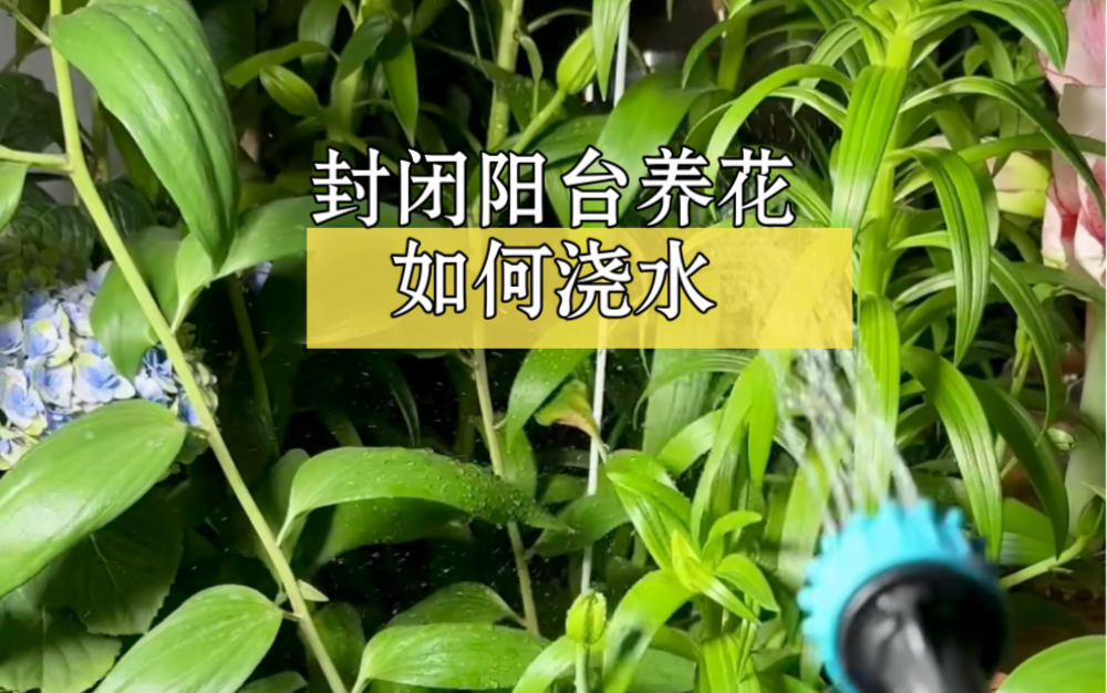 封闭阳台养了100多盆植物,我是怎么浇水的?哔哩哔哩bilibili