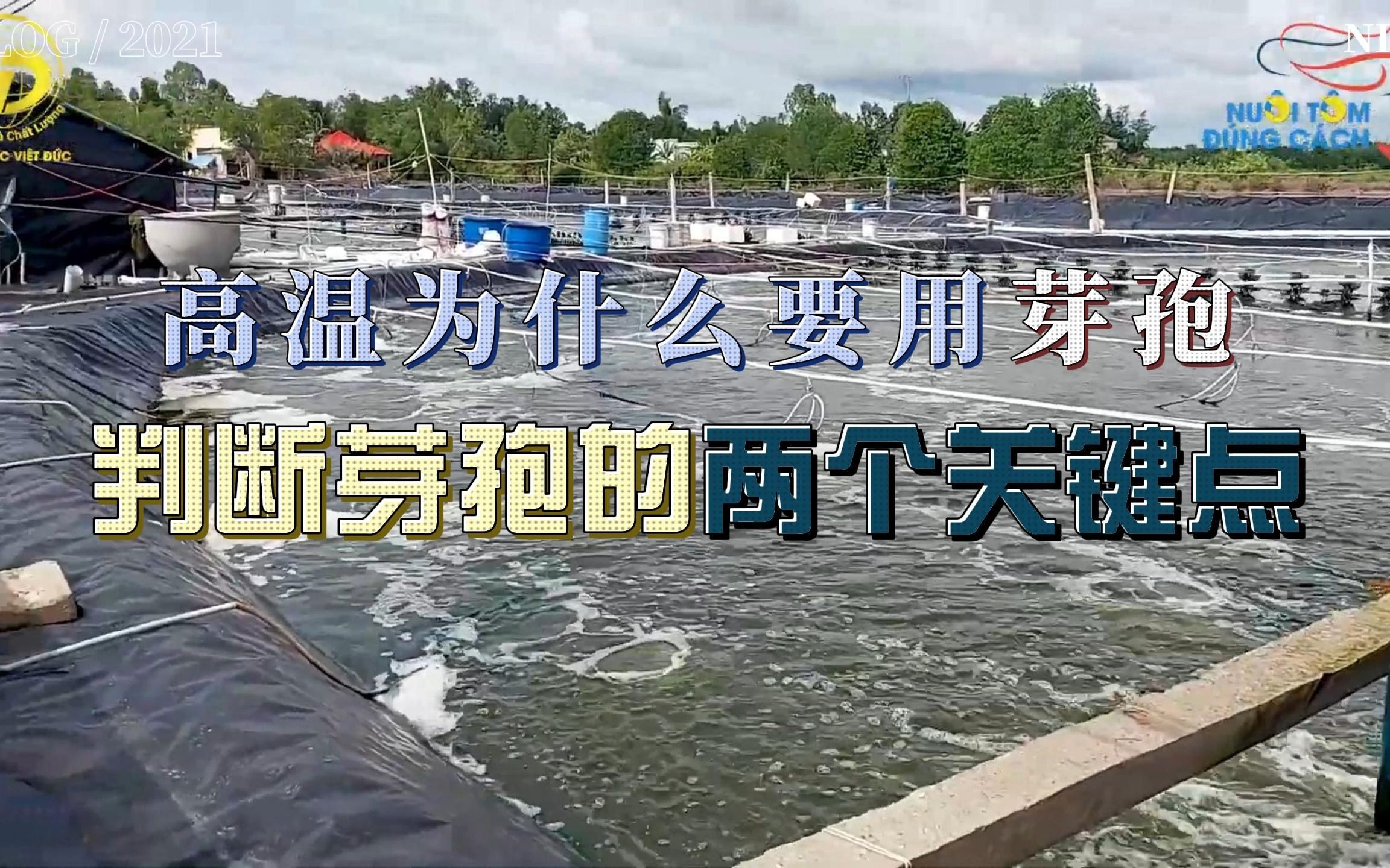 水产养殖中,高温为什么要用芽孢?判断芽孢优劣的两个关键点!哔哩哔哩bilibili