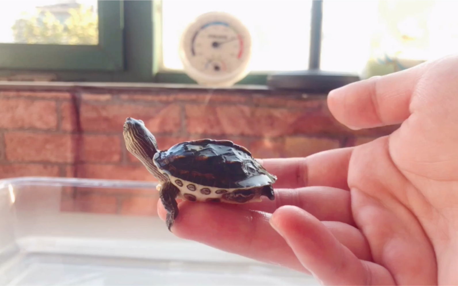 【最爱的一只】小花龟来啦,其实我发现我对龟的长相没啥要求,就是胆大