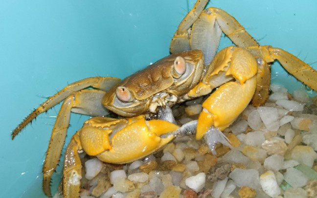 毛足陆方蟹的日常喂食