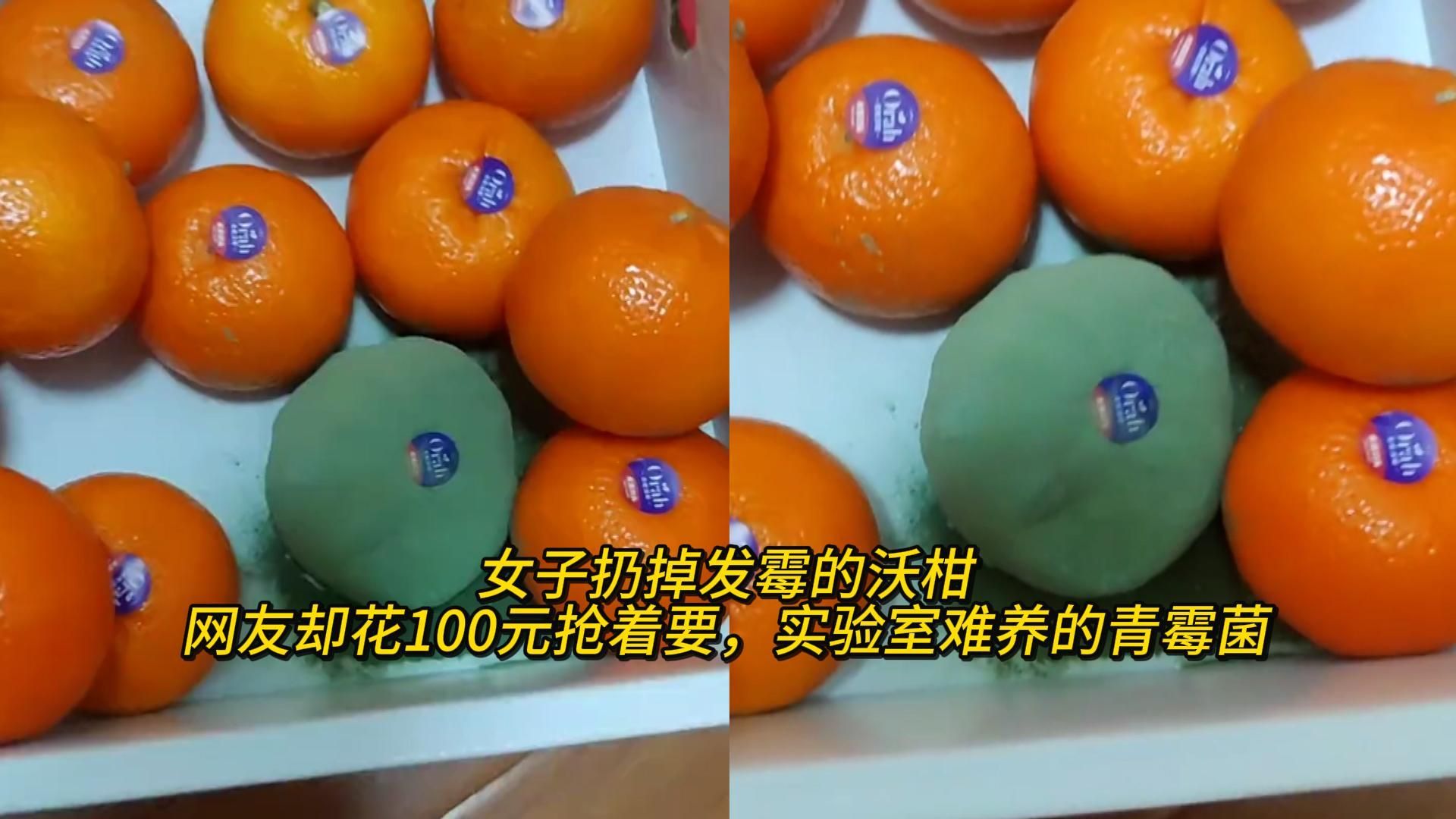 女子扔掉发霉的沃柑,网友却花100元抢着要:实验室难养的青霉菌