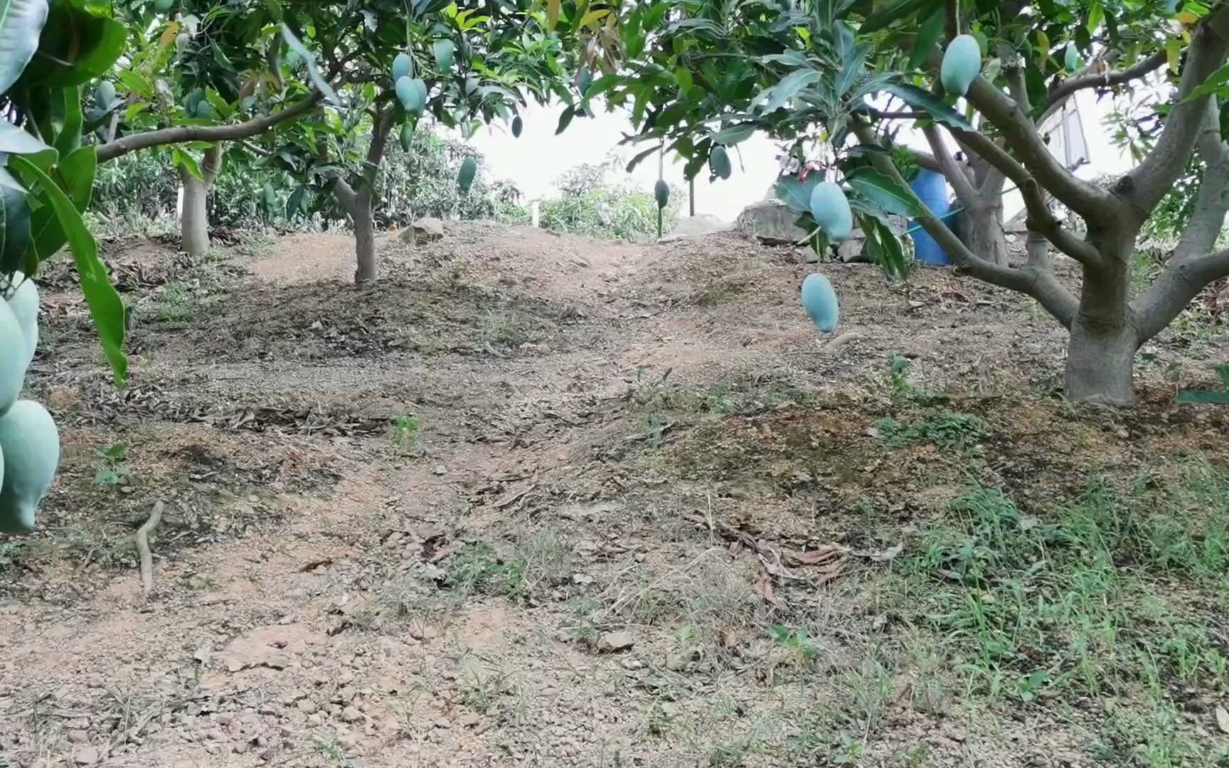 雷三姨正宗廣西百色田東桂七芒果山坡紅土種植香氣獨特味甜如蜜