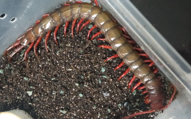 红多棘蜈蚣日常喂食油葫芦