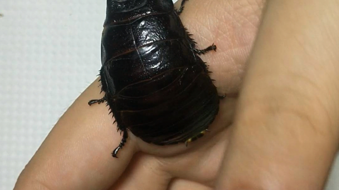 Gromphadorrhina portentosa"black"黑马的基础介绍与一些吐槽哔哩哔哩bilibili